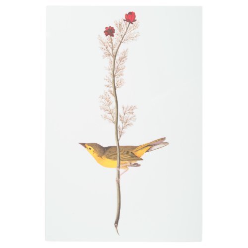 Audubon Vintage Art Selbys Flycatcher Bird