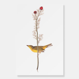 Audubon Vintage Art Selby's Flycatcher Bird Foam Board