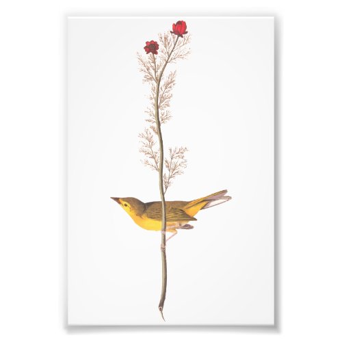 Audubon Vintage Art Selbys Flycatcher Bird Photo Print