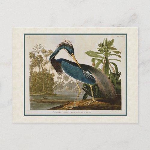 Audubon Vintage Louisiana Blue Heron Postcard