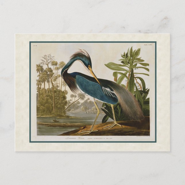 Audubon Vintage Louisiana Blue Heron Postcard (Front)