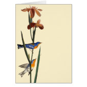 Audubon: Warbler (Front)