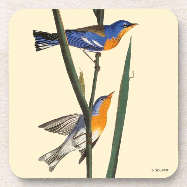 Audubon: Warbler Beverage Coaster (Front)