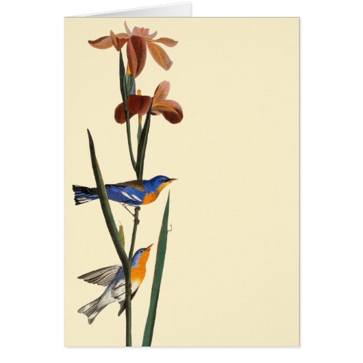 Audubon: Warbler Cards (Front)