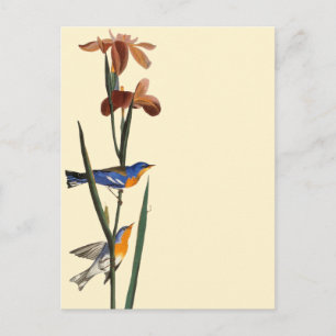Audubon: Warbler Postcard
