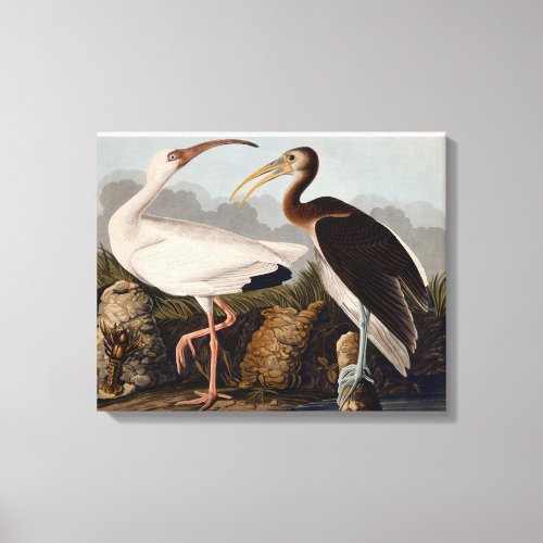 Audubon White Ibis Bird Wildlife Canvas Print