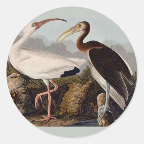 Audubon White Ibis Bird Wildlife Classic Round Sticker