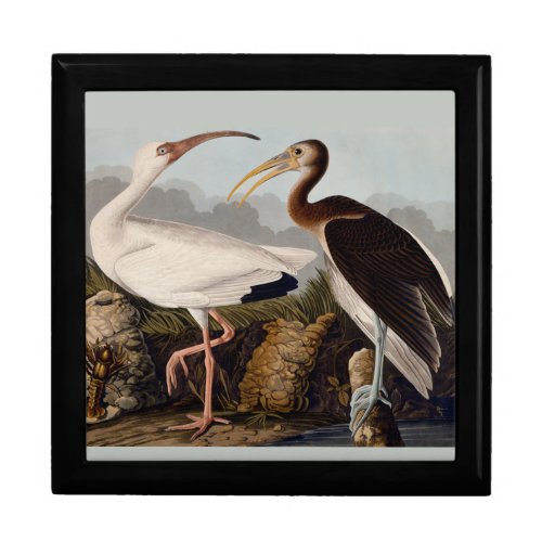 Audubon White Ibis Bird Wildlife Jewelry Box