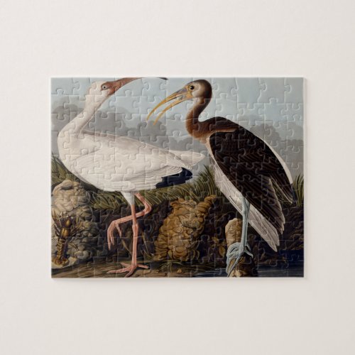 Audubon White Ibis Bird Wildlife Jigsaw Puzzle