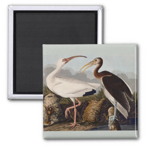 Audubon White Ibis Bird Wildlife Magnet