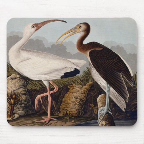 Audubon White Ibis Bird Wildlife Mouse Pad