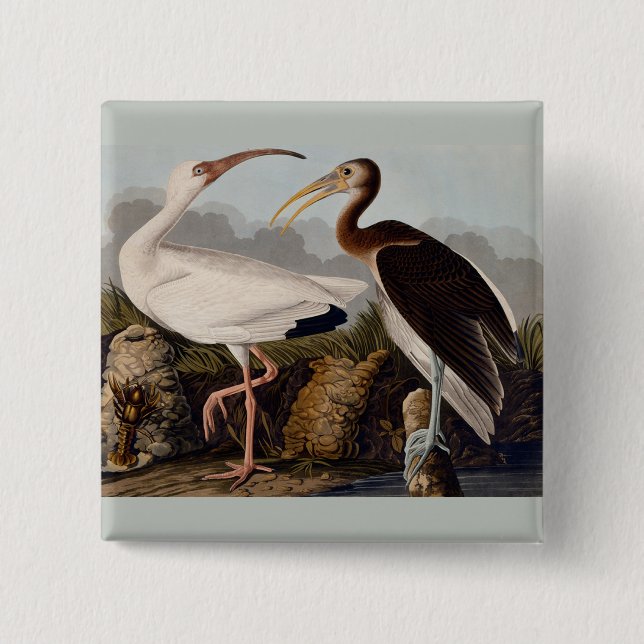 Audubon White Ibis Bird Wildlife Pinback Button (Front)