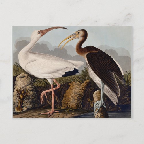 Audubon White Ibis Bird Wildlife Postcard