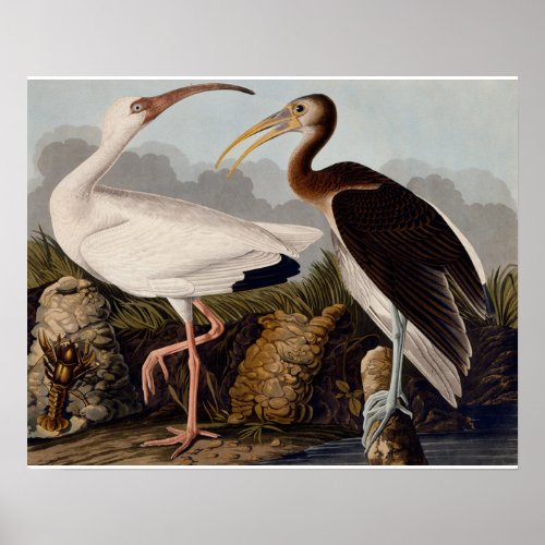 Audubon White Ibis Bird Wildlife Poster