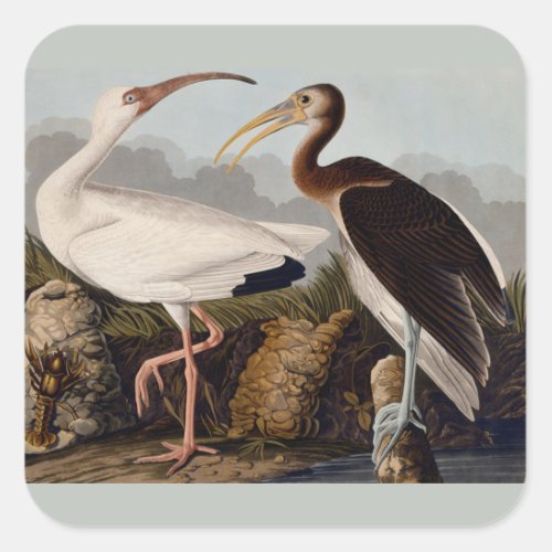 Audubon White Ibis Bird Wildlife Square Sticker