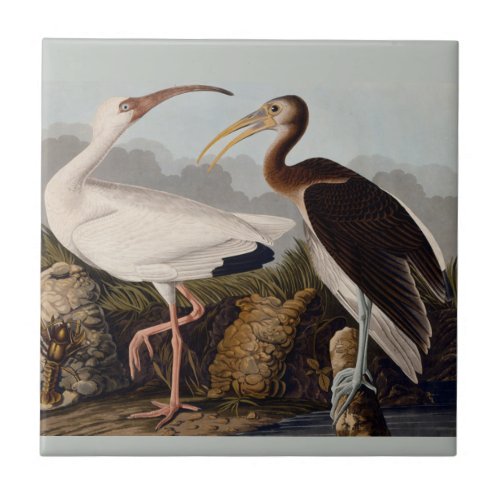 Audubon White Ibis Bird Wildlife Tile