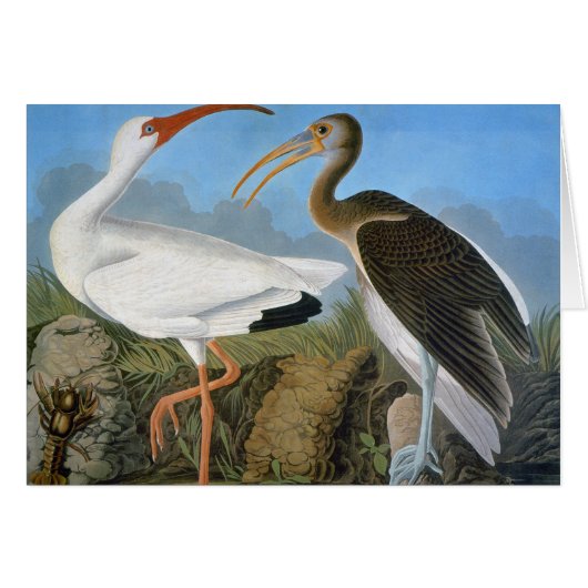 Audubon: White Ibis Cards (Front Horizontal)