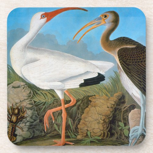 Audubon White Ibis Coaster