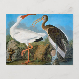 Audubon: White Ibis Postcard