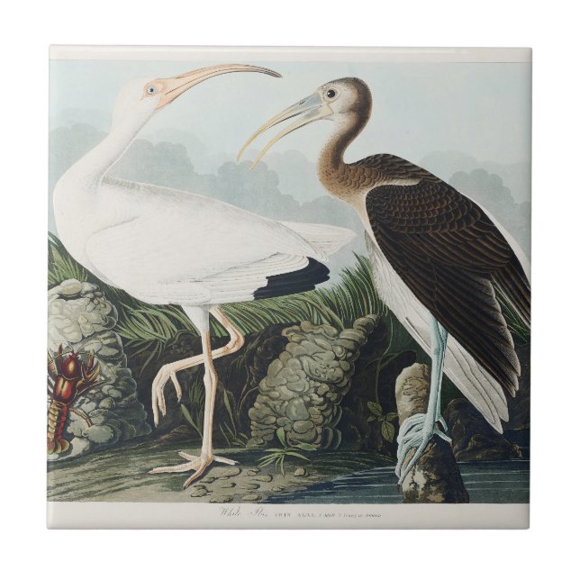 Audubon White lbis Bird Wildlife Painting Ceramic Tile (Front)