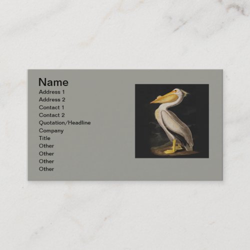 Audubon White Pelican Bird America Business Card
