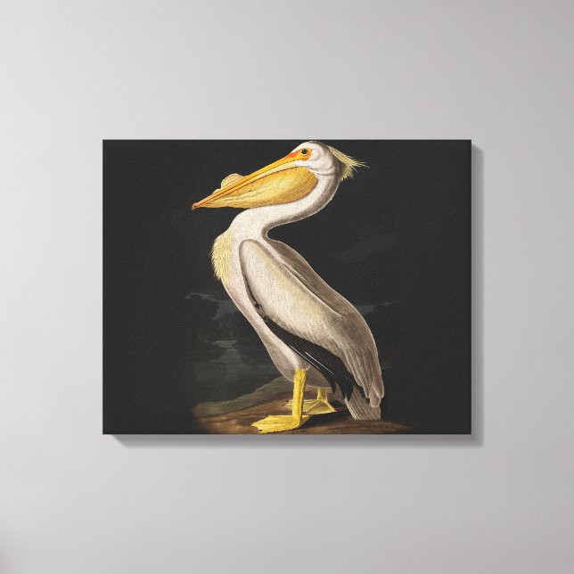Audubon White Pelican Bird America Canvas Print (Front)