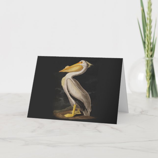 Audubon White Pelican Bird America Card (Front)