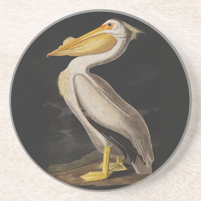 Audubon White Pelican Bird America Coaster (Front)
