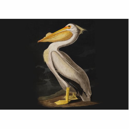 Audubon White Pelican Bird America Cutout