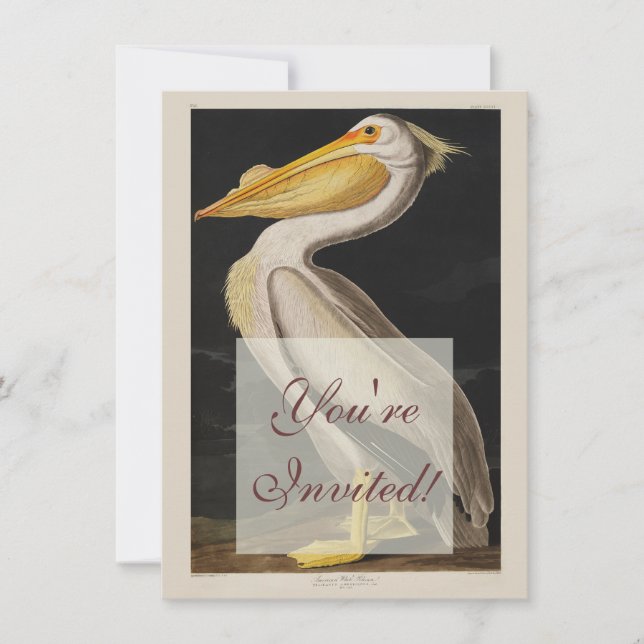 Audubon White Pelican Bird America Invitation (Front)