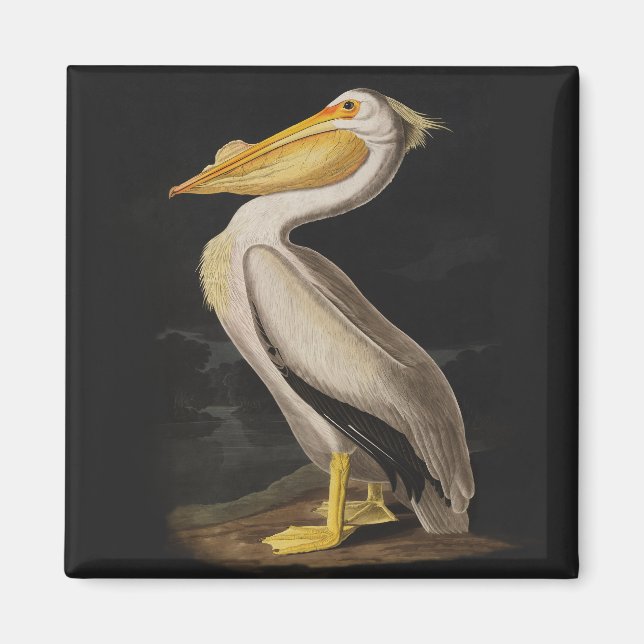 Audubon White Pelican Bird America Magnet (Front)