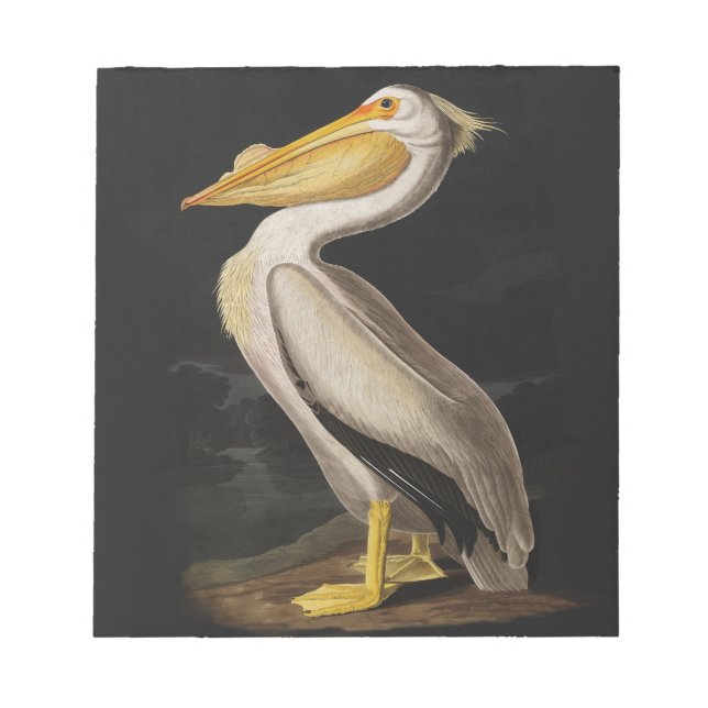 Audubon White Pelican Bird America Notepad (Front)