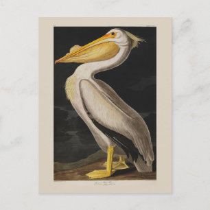 Audubon White Pelican Bird America Postcard