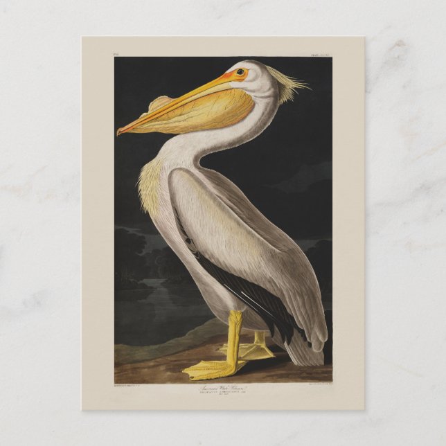 Audubon White Pelican Bird America Postcard (Front)