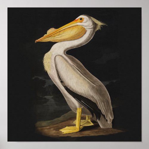 Audubon White Pelican Bird America Poster