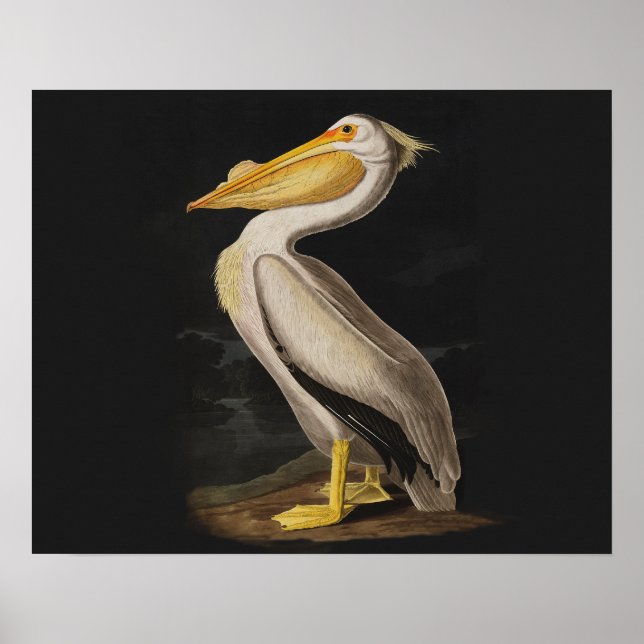 Audubon White Pelican Bird America Poster (Front)