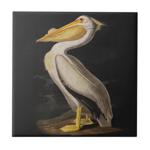 Audubon White Pelican Bird America Tile