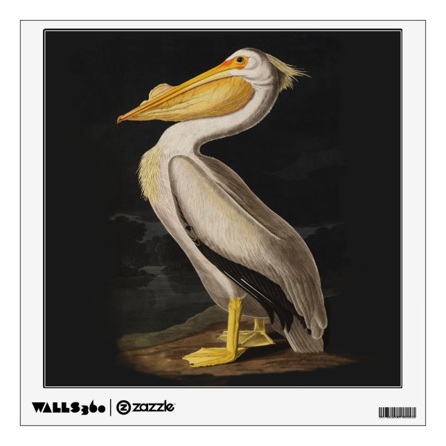 Audubon White Pelican Bird America Wall Sticker (Front)