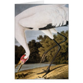 Audubon: Whooping Crane (Front)