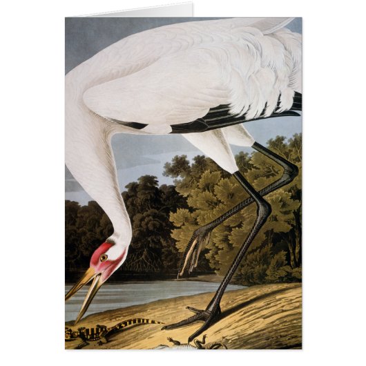 Audubon: Whooping Crane Cards (Front)