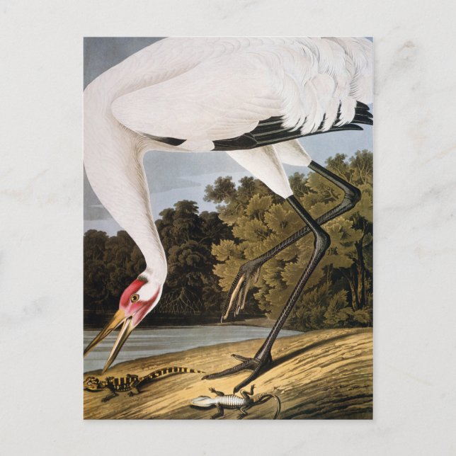 Audubon: Whooping Crane Postcard (Front)