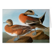 Audubon: Wigeon (Front Horizontal)