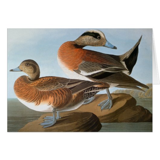 Audubon: Wigeon Cards (Front Horizontal)