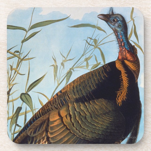 Audubon: Wild Turkey Beverage Coaster (Front)