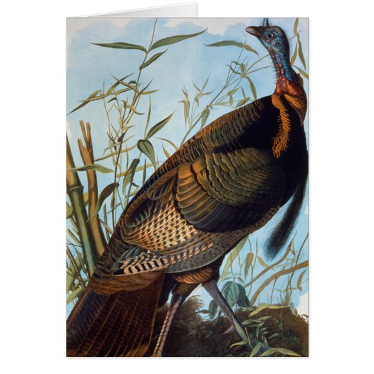 Audubon: Wild Turkey Cards (Front)