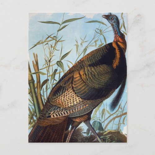 Audubon Wild Turkey Postcard