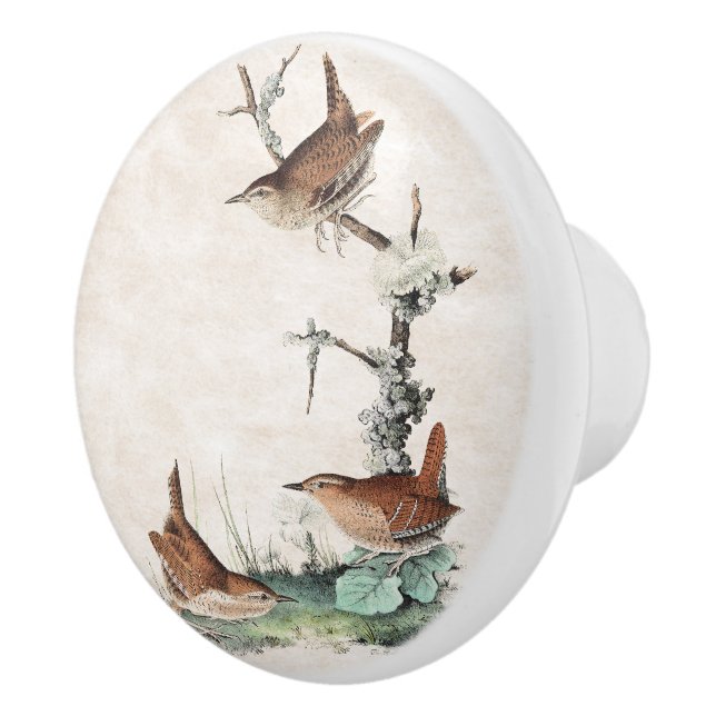 Audubon Wren Birds Wildlife Animals Knob (Right)