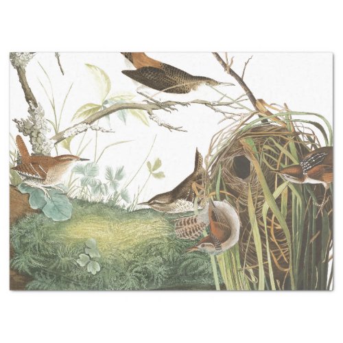 Audubon Wren Nest Birds Wildlife Tissue Paper