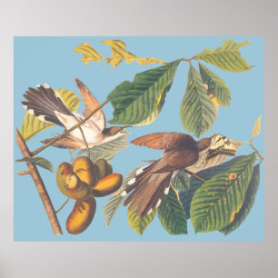 Audubon Yellow Billed Cuckoo Poster