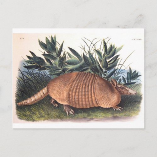 Audubons Armadillo Postcard